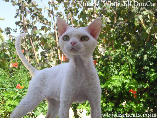  Vincent White Elf DonCat.Devon Rex Cat.Male